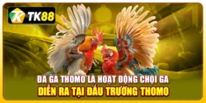 đá gà Thomo