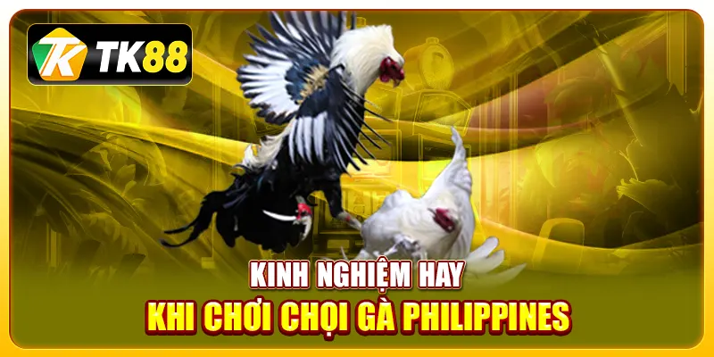 Đá Gà Philippines – Những Điều Cần Biết Và Kinh Nghiệm Chơi Hiệu Quả 4 Kinh nghiệm hay khi chơi chọi gà Philippines