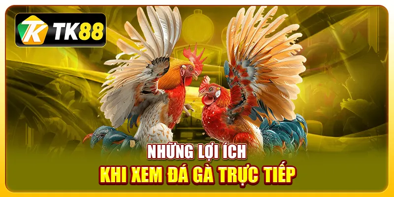 Trực Tiếp Đá Gà – Những Điều Cần Biết Về Các Trận Đấu Gà Hiện Nay 4 Những lợi ích khi xem đá gà trực tiếp